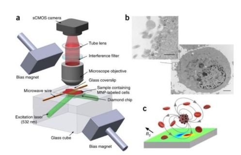 Diamond Quantum Technology For Medical Imaging - EE Times Asia